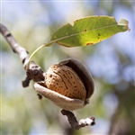 All-In-One Almond Tree