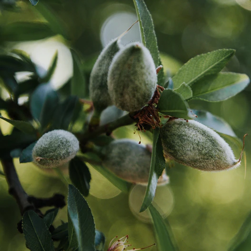 Nikita's Pride Almond Tree