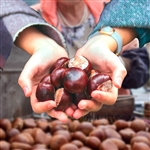 Chinese Chestnut Tree