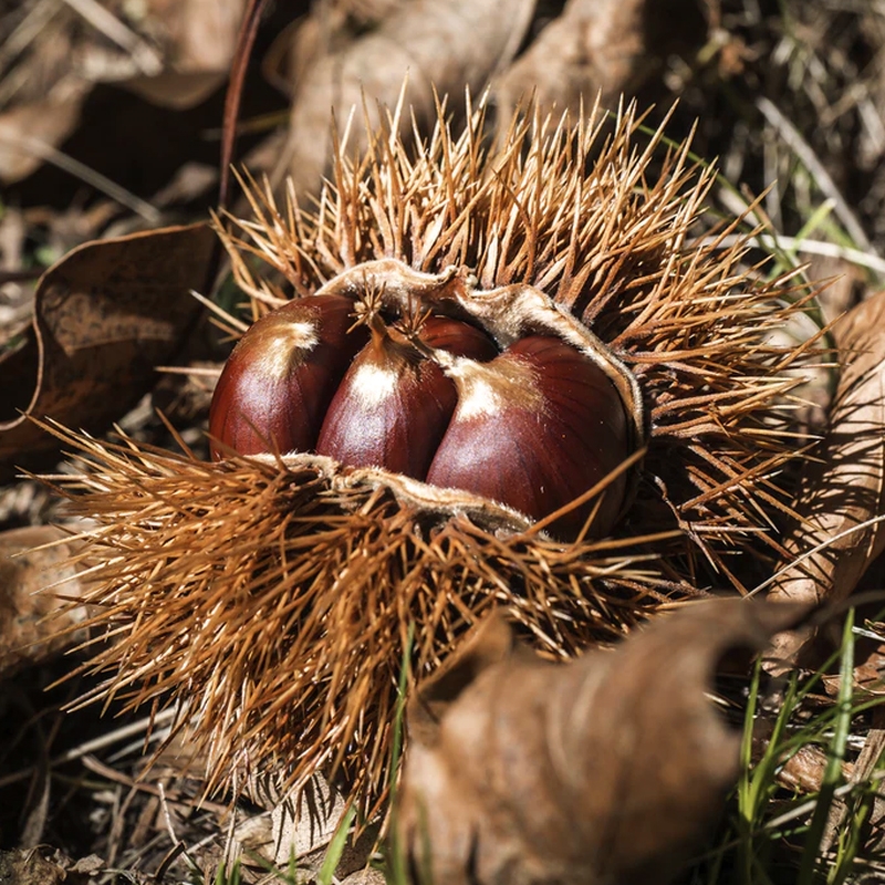 Colossal Chestnut Tree