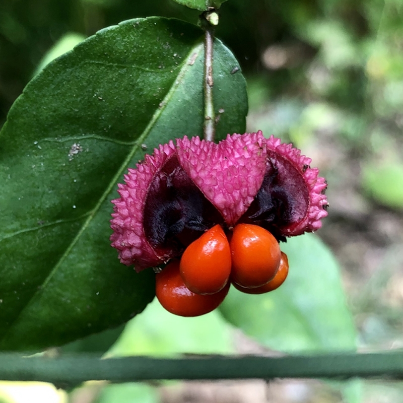 Wildlife Strawberry Bush